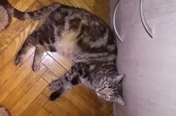 Найдена кошка в Подольске, ищем хозяев