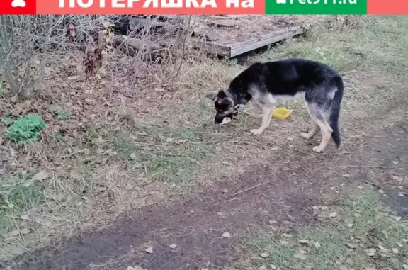 Найдена собака Овчарка на улице Озёрная в Малаховке
