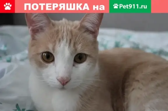 Кошки потеряшки, Коломна, фото: Потеряшка кошка Кот ДОМАШНИЙ на ул.Октябрьской в Коломне