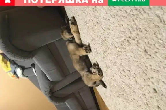 Найден щенок в Северном микрорайоне, Красноярск