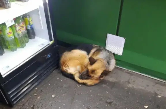 Собака найдена на автовокзале в г. Анна, Воронежская область