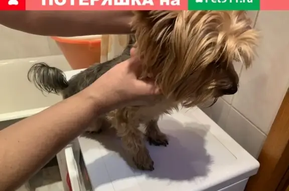 Найден шустрый пес возле 18 школы в Подольске, ищем хозяев
