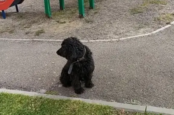 Ласковый собака-мальчик найден в Красноярске