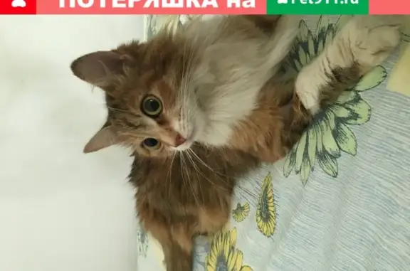 Найдена кошка на Симферопольском шоссе в Москве