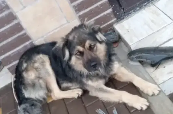 Собака ищет хозяина в Истре: найден кобель в посёлке Сафонтьево.