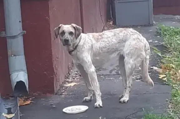 Собака найдена на Ленской 17 в Москве