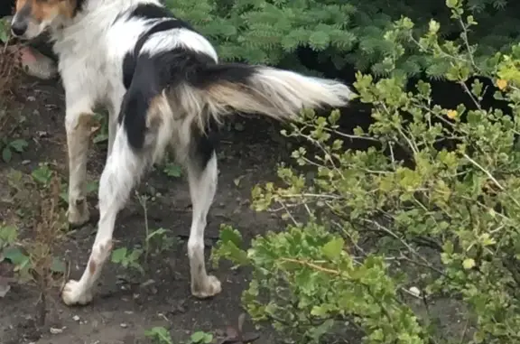 Собаки потеряшки, Липецк, фото: Потеряшка собака в Липецке