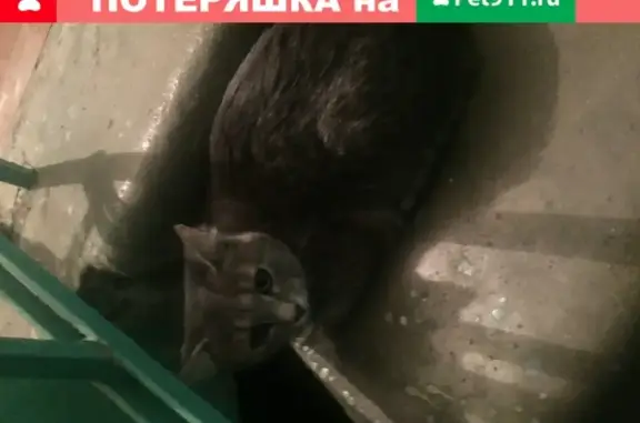 Найдена кошка Котёнок на ул. Ерофеева, 4