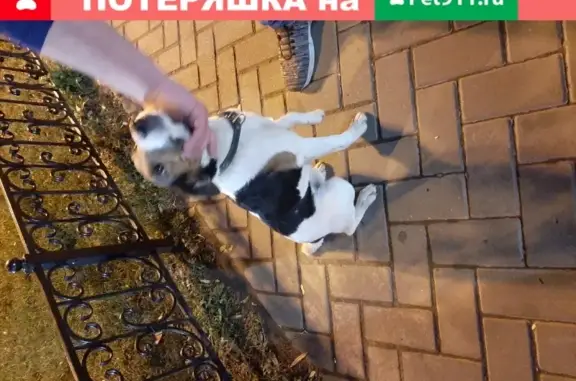 Найден пес на улице Советской, 74