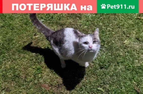 Найдена домашняя кошка на улице Александровка