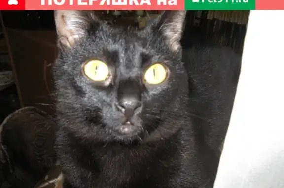 Пропала беспородная кошка с бело-черным окрасом в Дмитрове