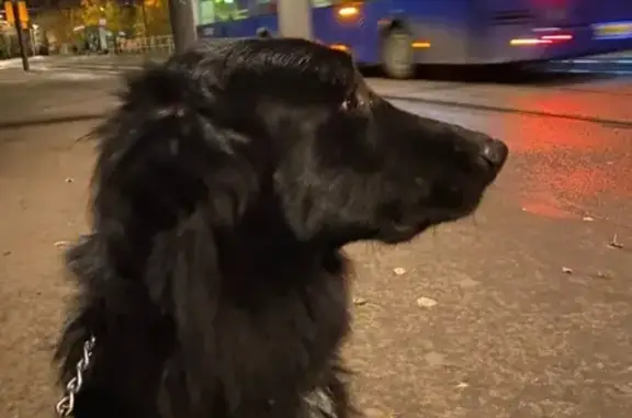 Найден пес с чипом на Коптевском бульваре (Москва)