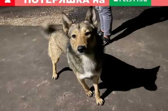 Найден мальчик-собака в СНТ «Фронтовики», Московская область