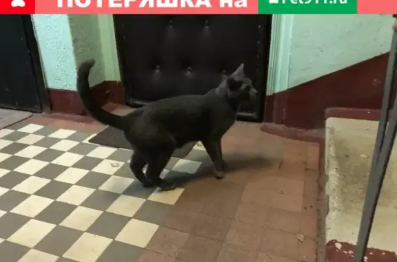 Найдена кошка на Херсонской, Москва