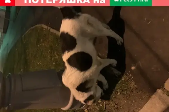 Собака найдена в Марьиной Роще, Москва