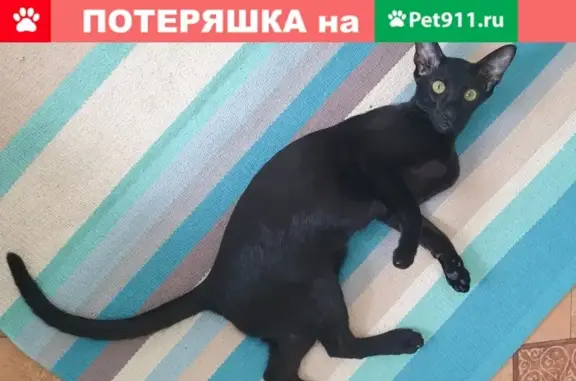 Пропала кошка ориентальной породы в Шебекино, ул. Ленина, д.78