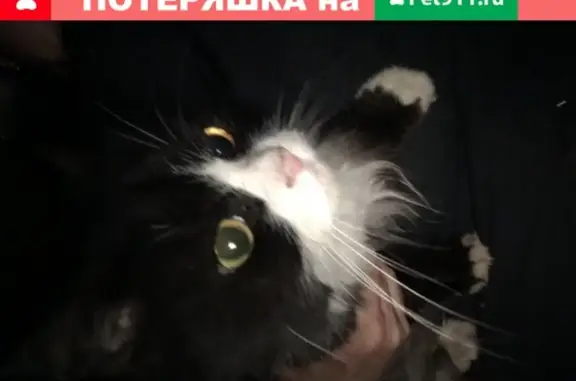 Найдена кошка на улице Маршала Тухачевского и Берзарина в Москве