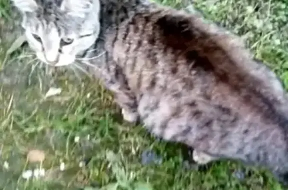 Пропала беременная кошка с проблемой глаза в Краснодаре, ул. Фадеева 234а