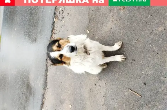Собака найдена в Пушкино.