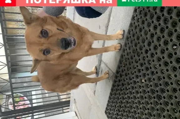 Собака найдена у Метро Свиблово на Енисейской