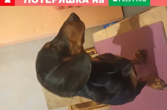 Найдена собака Мальчик в Дмитровском районе Москвы