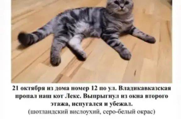 Пропала кошка Мальчик, Владикавказ, ул. Владикавказская 12.