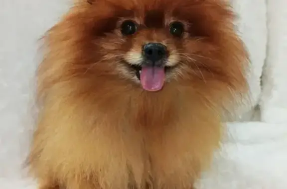 Собаки потеряшки, Брянск, фото: Потеряшка собака Шпиц Фокс в Мкр. Московский 42/2-158