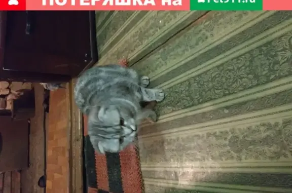 Кошка найдена в п.Каштак, живет с нами в частном доме, Томск.