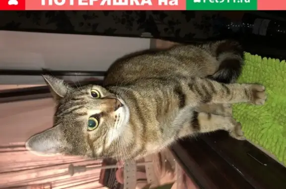 Найдена кошка в СЖМ районе Королева 4, ищем хозяина