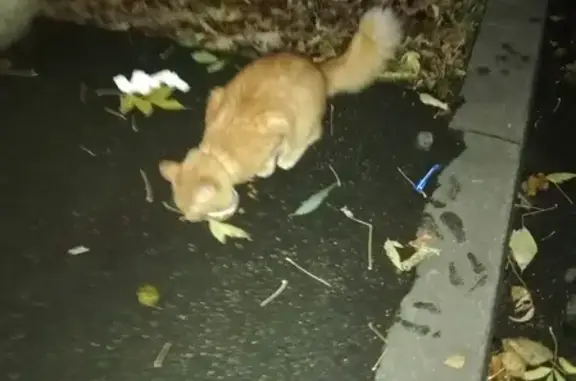Найдена кошка на улице Юбилейной, Мытищи