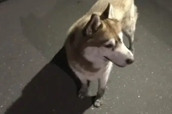 Найдена ручная собака в Салтыковке, адрес: Школьная улица, 7к1