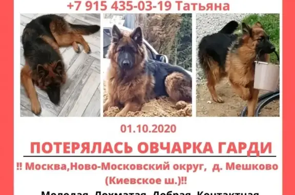 Пропала собака в поселении Филимонковское, Москва