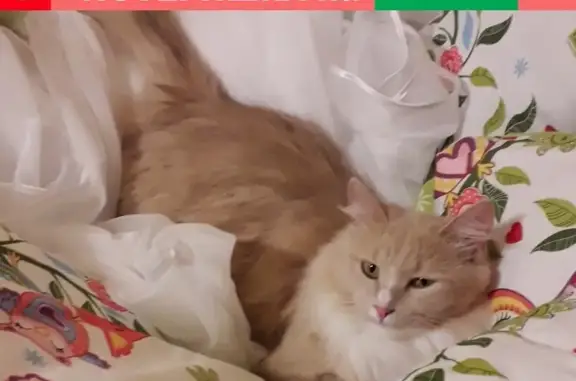 Кошки потеряшки, Ярославль, фото: Потеряшка кошка в Ярославле