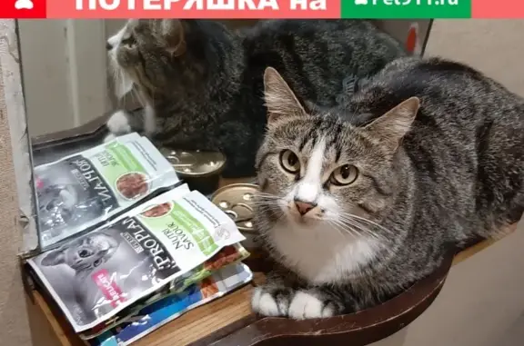 Собаки потеряшки, Нижний Новгород, фото: Потеряшка собака Чилли в Н. Новгороде