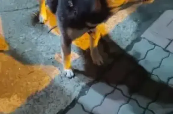 Потерянные животные Ростов-на-Дону, фото: Пропала хаски в Парке Чуковского, Ростов-на-Дону