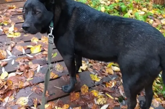 Пропала собака в Одинцовском районе, помогите найти!