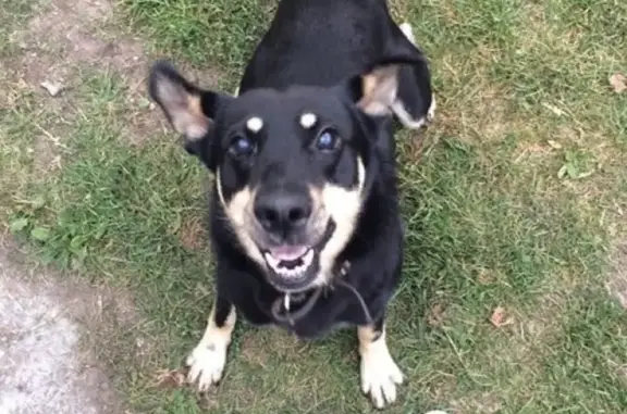 Собаки потеряшки, Брянск, фото: Потеряшка слепой дворняга в Большом Полпино, Брянск.