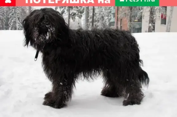 Пропала собака Бася в районе Богородское