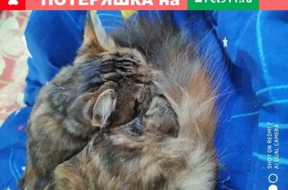 Кошки потеряшки, Коломна, фото: Потеряшка пушистая кошка с ошейником в Коломне