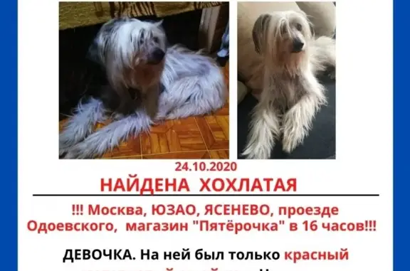 Найдена собака в Ясенево, ищем хозяина