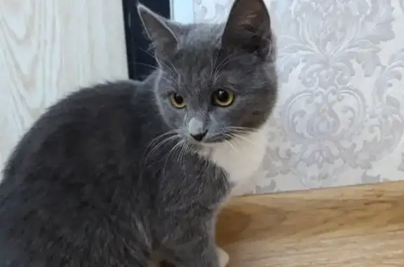 Пропала кошка Дымка в деревне Суханово, Московская область