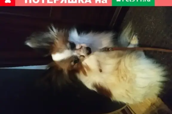 Собака похожа на папиена на ул. Сайкина, 19 (Москва)