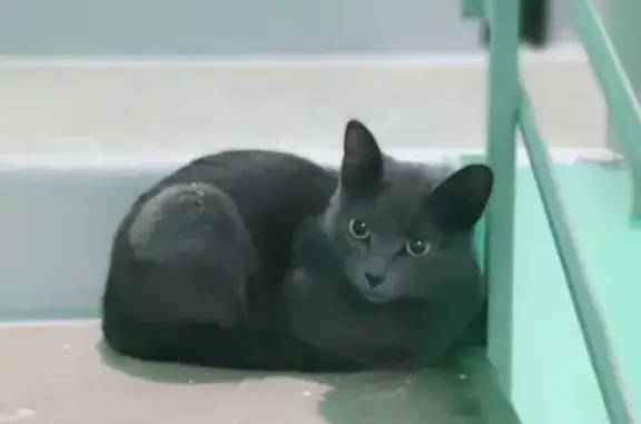Найдена серая кошка возле метро Люблино на Цимлянской