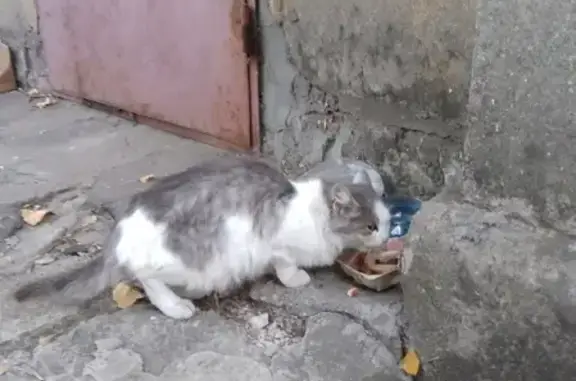 Найдена чистая кошка в Воронеже
