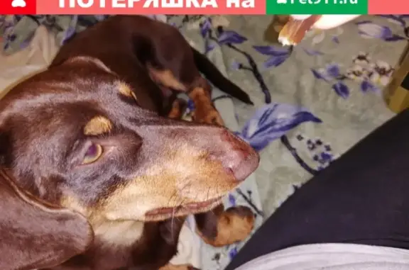 Пропала собака КЕКС, уехала из Большого Козино в сторону Нижнего Новгорода