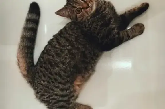 Кошки потеряшки, Чебоксары, фото: Потеряшка кошка на Шумилова, Чебоксары.