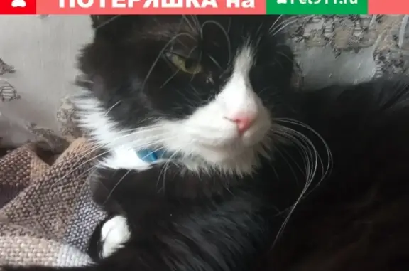Пропала черно-белая кошка на ул. Лавочкина, Москва, 48к1
