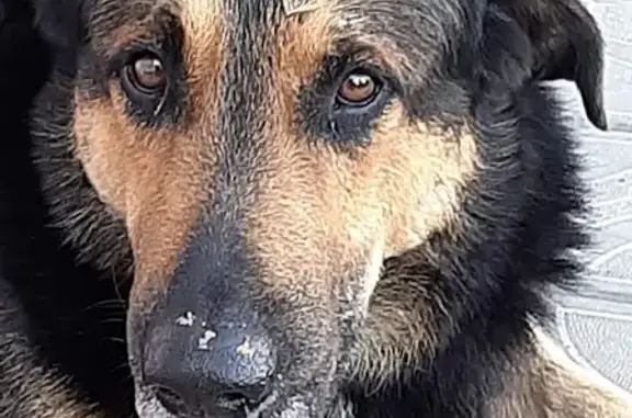Найдена домашняя собака в Садовом районе, Чебоксары, ул. Дементьева