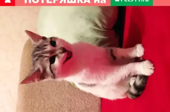 Найдена ручная кошка на Ипподромной, Саратов