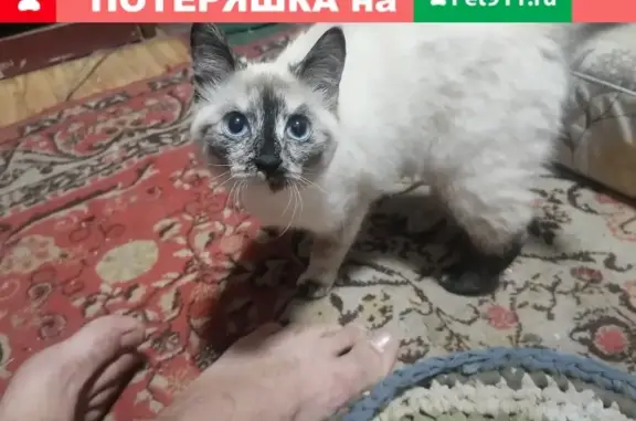 Найдена сиамская кошка на Овинке, Красноярск